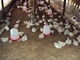 ALLEVAMENTO E ORTICOLTURA - Allevamento di galline migliorate: ALLEVAMENTO DI GALLINE MIGLIORATE (15) 